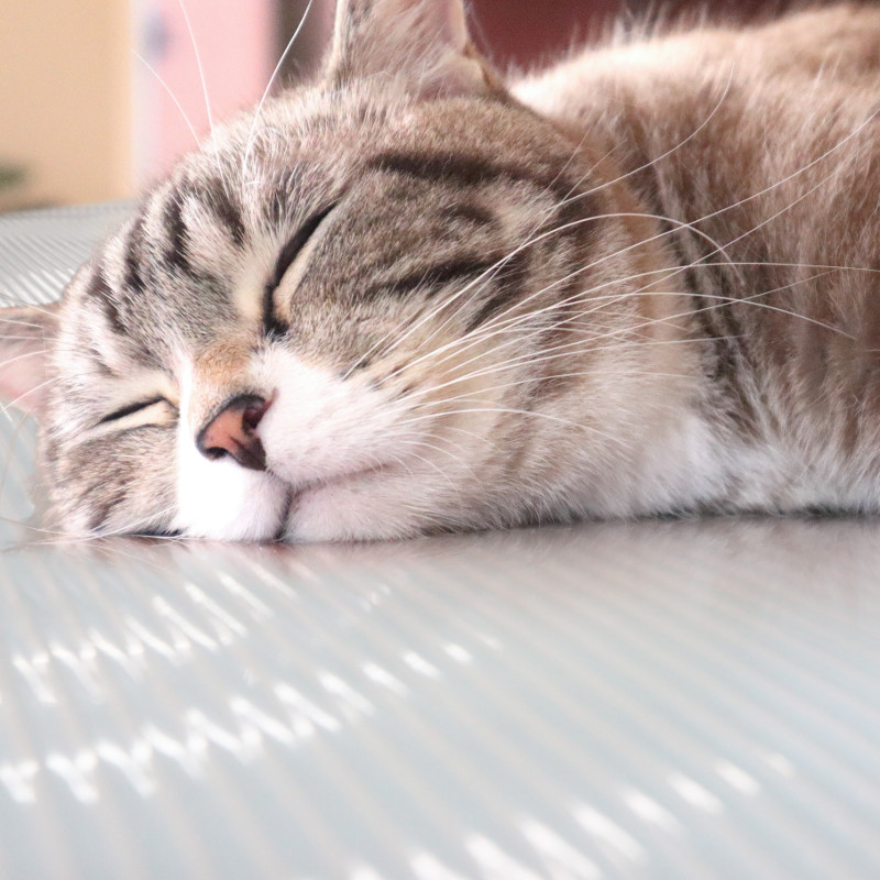 ハートマークショップ】ペット用 接触冷感 ひんやりマット 90×180cm